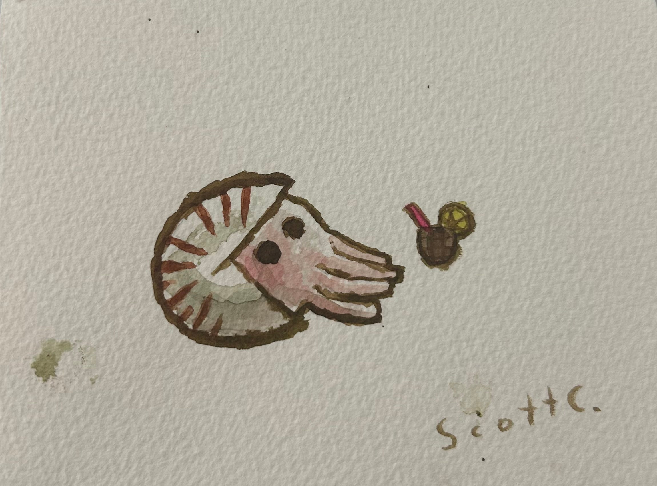 A small watercolor by Scott C. shows a cute, round pink-tentacled squid with black eyes enjoying a brown drink with a red straw and yellow garnish; the artist’s signature appears in the bottom right.