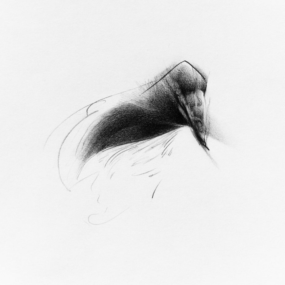 This Megan Wolfe pencil sketch features a black and white depiction of a horse in motion, emphasizing its head and mane. Loose lines capture energy, while soft shading highlights the form against a plain background, reminiscent of her Glimmer #6 series.