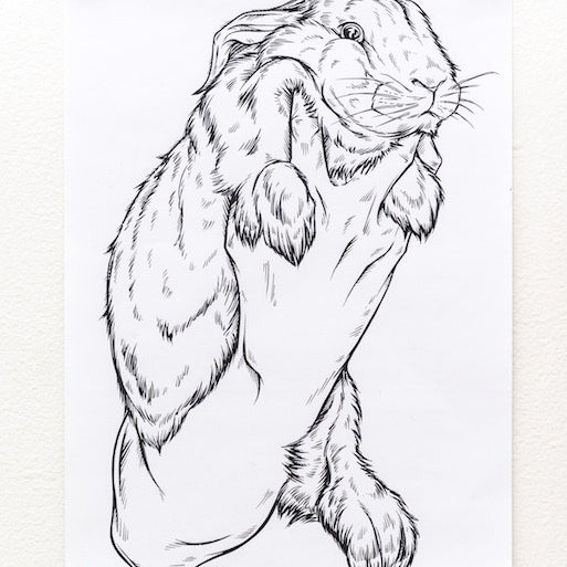 An ink drawing by Rhys Cooper features a hand holding a rabbit with raised front paws. This elegant, whimsical preliminary sketch is clipped to a crisp white wall.