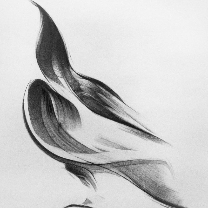 Abstract black and white drawing titled Wings & Pieces #15 by Megan Wolfe features dynamic brushstrokes reminiscent of a bird in flight, capturing movement against a plain background with the delicate touch of pencil on paper.