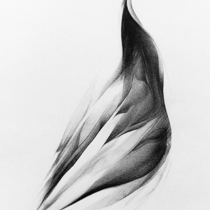 Megan Wolfes pencil drawing on white paper captures an abstract flame-like shape with detailed shading and delicate wing-like lines. This captivating piece is featured in Spoke Art Gallerys Wings & Pieces exhibit.