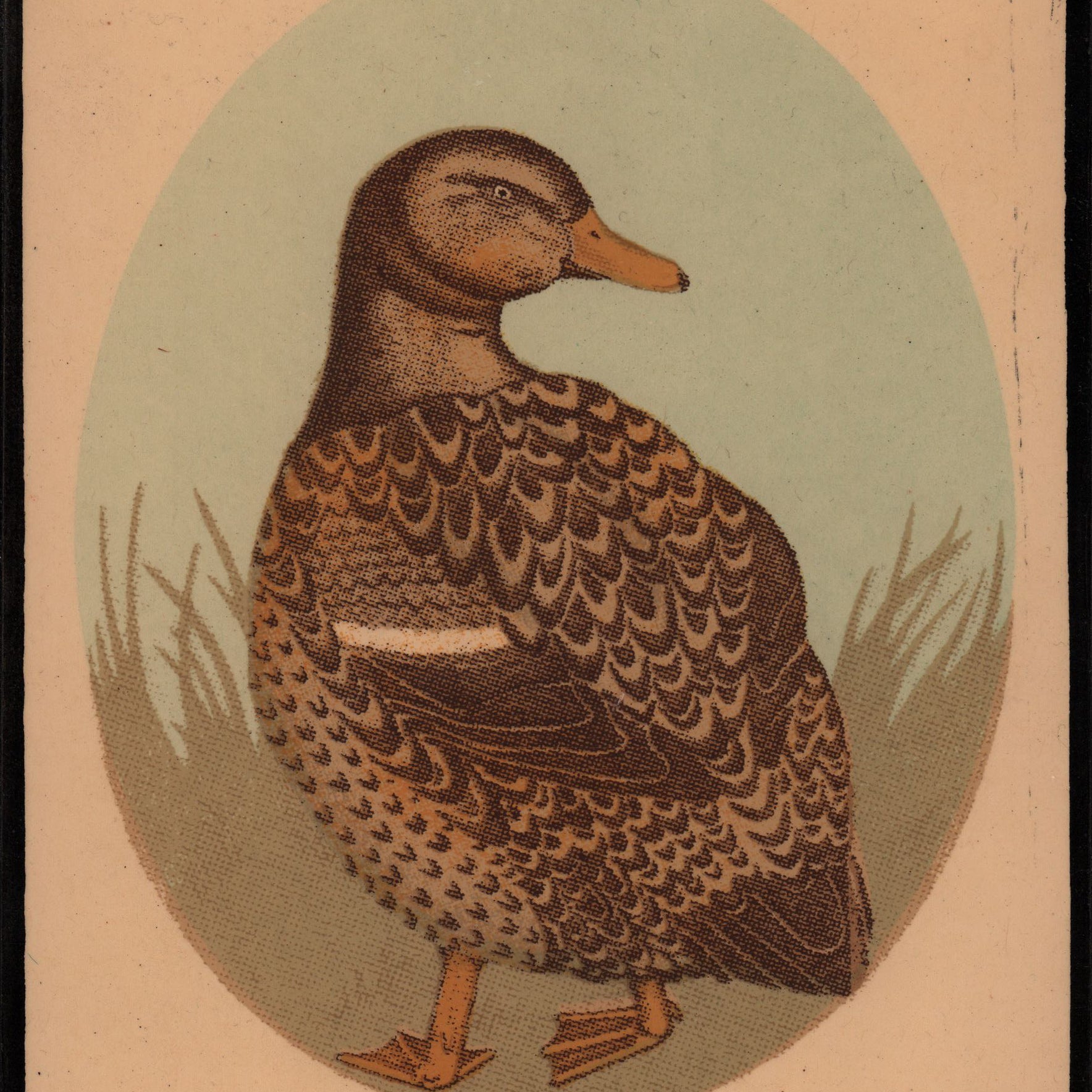 Arna Miller - "Chenchenbelle" - Spoke Art