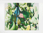 Jessica Hess - "Succulent" Print - Spoke Art