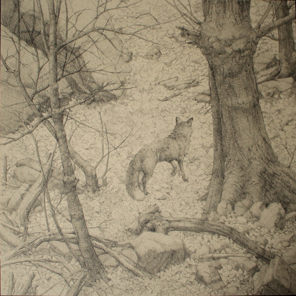 Zachary Lank "Fox In Woods" - Spoke Art