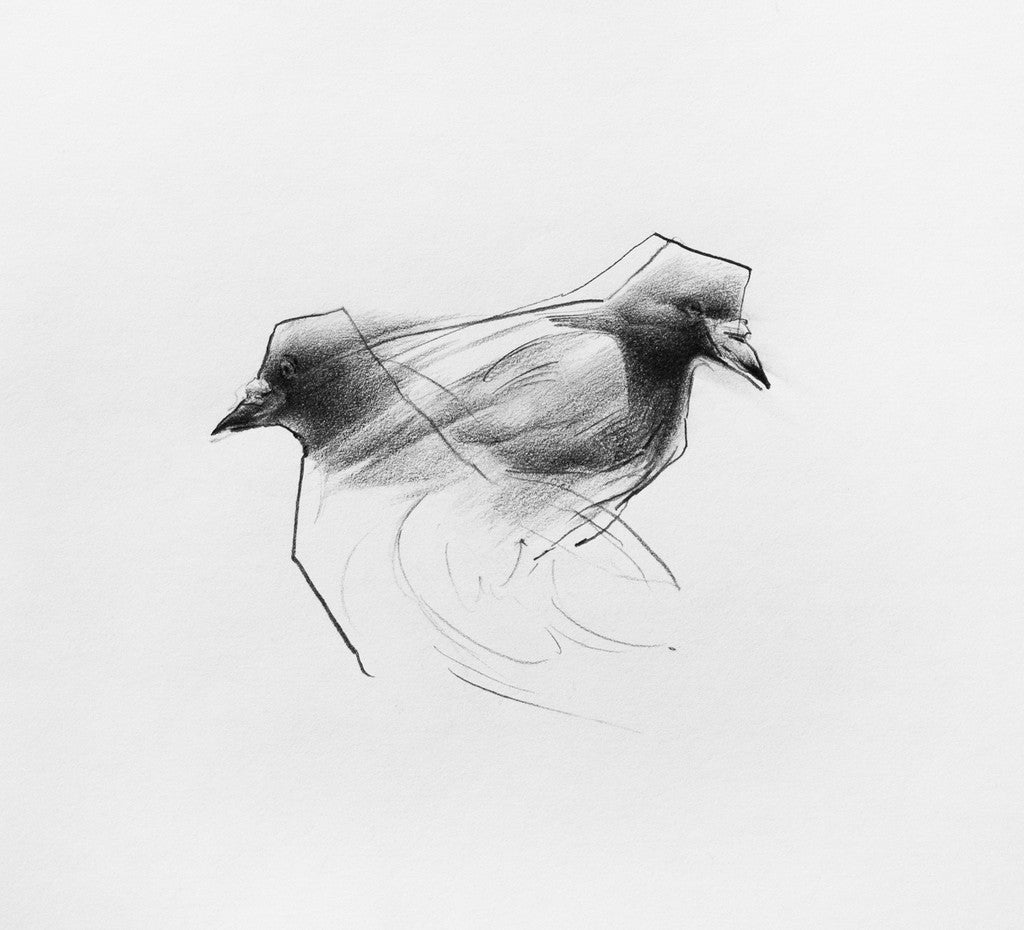 Abstract drawing of two overlapping birds in flight, featured at Spoke Art Gallery. The sketch-like lines and shading convey movement, as one bird faces left and the other right, creating a mirrored effect against a blank background. Inspired by Megan Wolfes Glimmer #5.