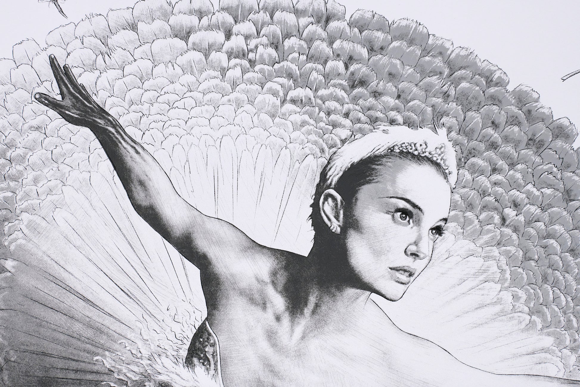 Neil Davies - "Black Swan" print - Spoke Art