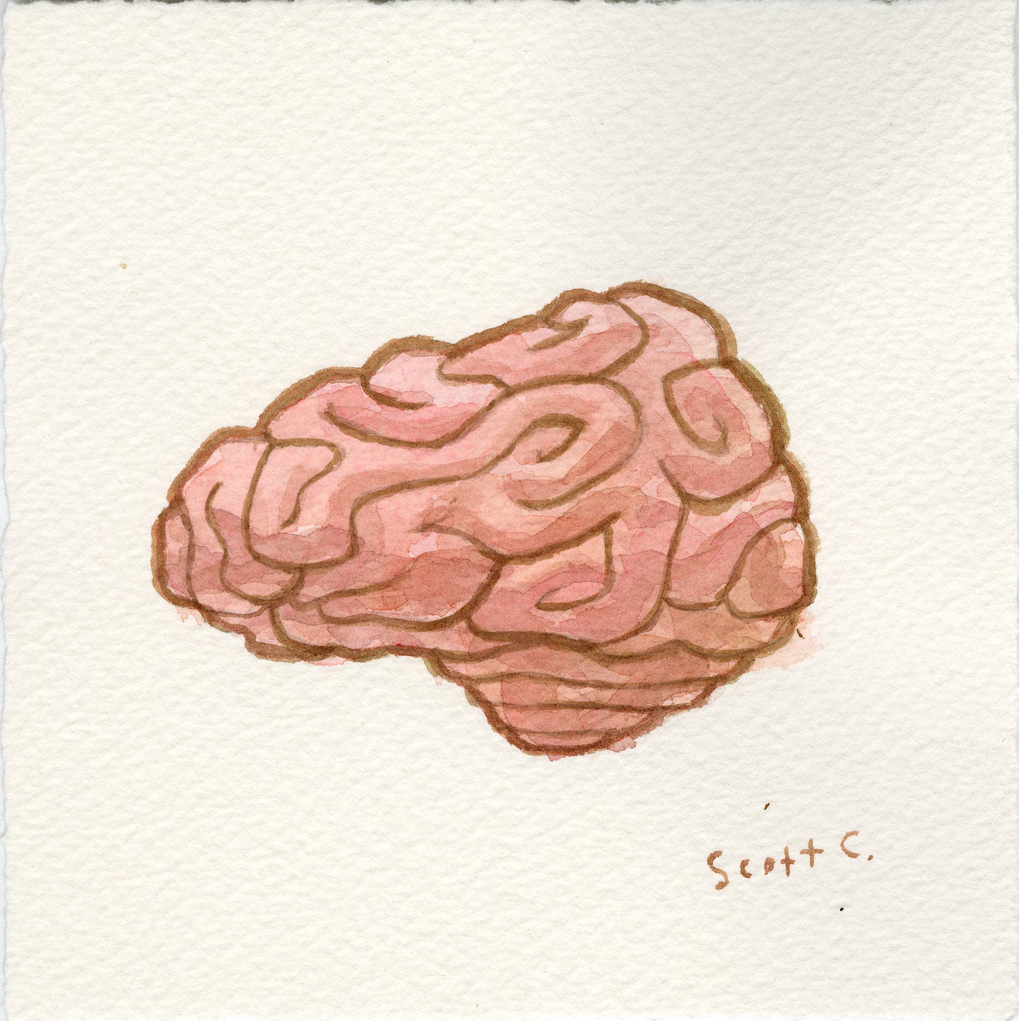 A watercolor painting of a human brain with wavy lines and soft pink tones on textured paper. The Scott C. brand name appears in the bottom right corner, highlighting this unique artwork.