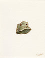 A simple Scott C. artwork shows a green frog with brown spots, painted in watercolor on textured white paper. The frog faces forward with a subtle smile, and the piece is signed “Scott C.” in the bottom right corner. Brand: Scott C.
