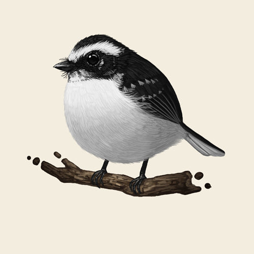 Mike Mitchells fine art giclee print features a small, fluffy White Browed Fantail with black and white plumage, perched on a branch. The birds round body, white belly, and distinctive head and wing markings are beautifully captured against a plain backdrop.