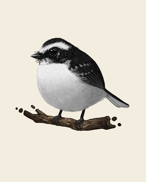 Mike Mitchells fine art giclee print features a small, fluffy White Browed Fantail with black and white plumage, perched on a branch. The birds round body, white belly, and distinctive head and wing markings are beautifully captured against a plain backdrop.