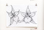 A black and white sketch of two stylized flowers with sharp, angular petals on a white sheet, akin to a Rhys Cooper preliminary drawing, clipped to a textured wall.