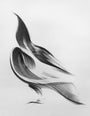 Abstract black and white drawing titled Wings & Pieces #15 by Megan Wolfe features dynamic brushstrokes reminiscent of a bird in flight, capturing movement against a plain background with the delicate touch of pencil on paper.