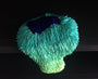 Dan Lam - "Coral Reefer" - Spoke Art