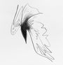 Small Wraith #3, a pencil drawing by Megan Wolfe, features fluid lines resembling a bird in motion, highlighted by central shading and a blend of sharp and soft elements on a white background.