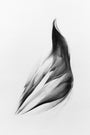 Megan Wolfes pencil drawing on white paper captures an abstract flame-like shape with detailed shading and delicate wing-like lines. This captivating piece is featured in Spoke Art Gallerys Wings & Pieces exhibit.