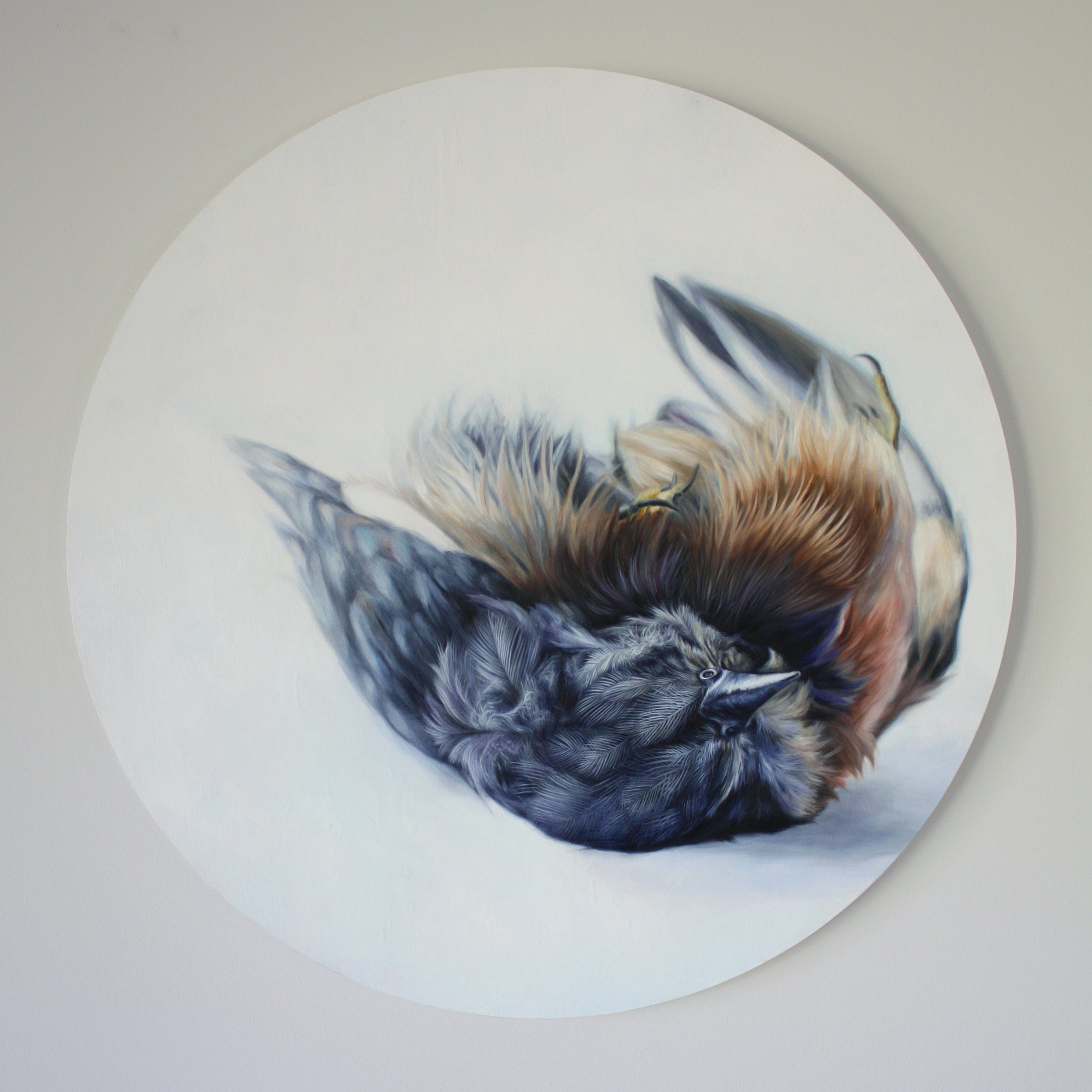 An oil painting by Alex Louisa depicts a bird on its back with wings partially spread. This circular work highlights detailed blue and brown feathers against a light backdrop, and its currently available for purchase.