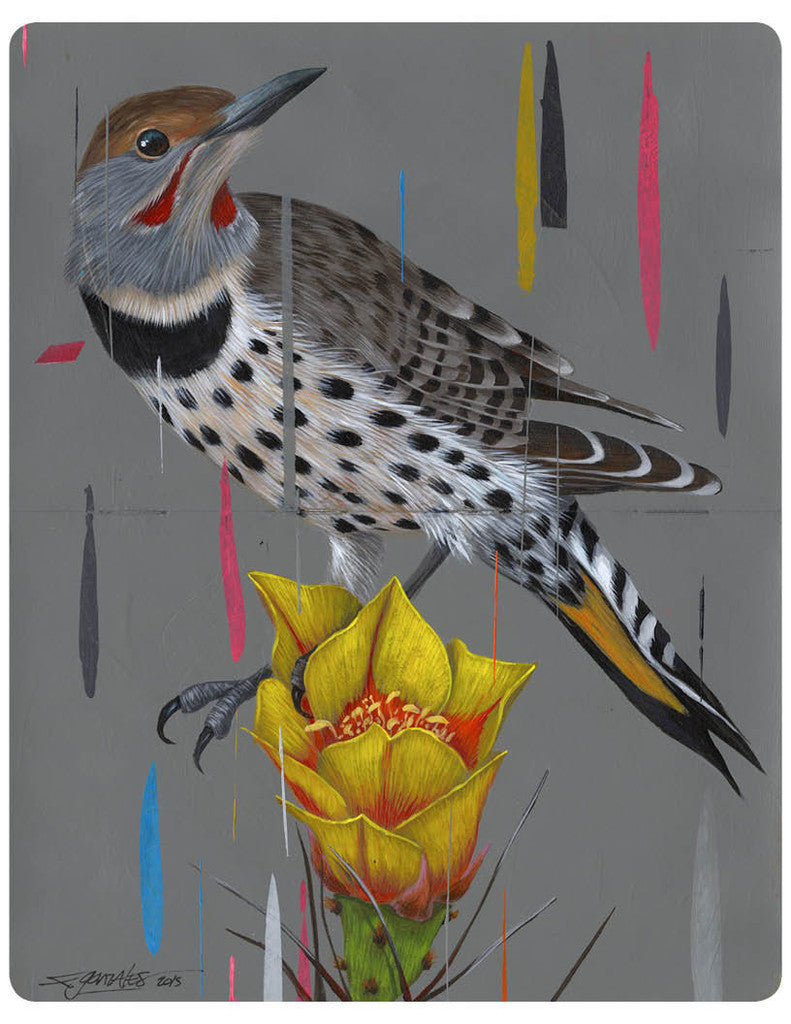 Frank Gonzales acrylic painting showcases a Northern Flicker with a red-patched neck and spotted feathers, perched on an Opuntia bloom. The background is enriched by gray hues and abstract colorful streaks, adding vibrancy to the scene.