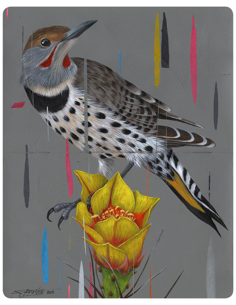 Frank Gonzales - "Northern Flicker and Opuntia Bloom" - Spoke Art
