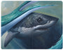 Graham Curran - "Safe Travels" - Spoke Art