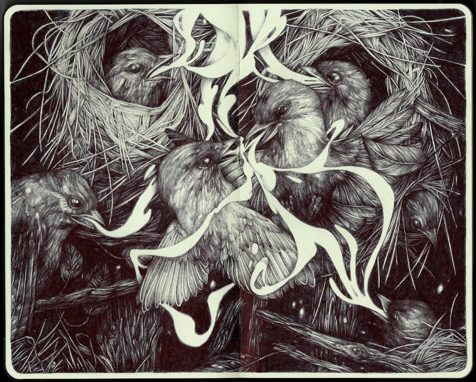 Illustrated image of five birds with nests and twigs, interwoven with flowing white abstract shapes. Evoking Marco Mazzonis style, the artwork displays intricate dark crosshatched lines on pen and paper to capture detailed feather and foliage textures.