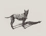 Pat Perry - "Untitled (dog)" - Spoke Art