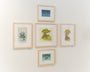 A gallery wall of five unique Nicole Gustafsson botanical illustrations, each showcasing trees in an Arboreal Island style. The artworks feature wooden frames that enhance their natural charm against a light-colored backdrop.