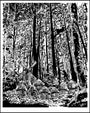 Tim Doyles 16 x 20 original pen and ink illustration depicts a dense forest encircling a quaint village, with straw-roofed huts and a windmill illuminated by sunlight filtering through the canopy.