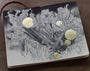 A notebook featuring a sketch of a bird amid flowers rests on the wooden surface. Reminiscent of Craww art, it displays intricate shading and circular gold accents, offering a glimpse Through the Veil into another realm.