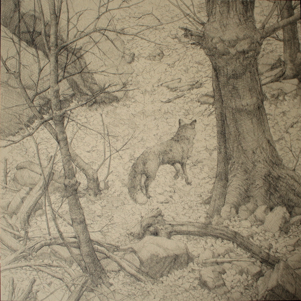 Zachary Lank "Fox In Woods" - Spoke Art