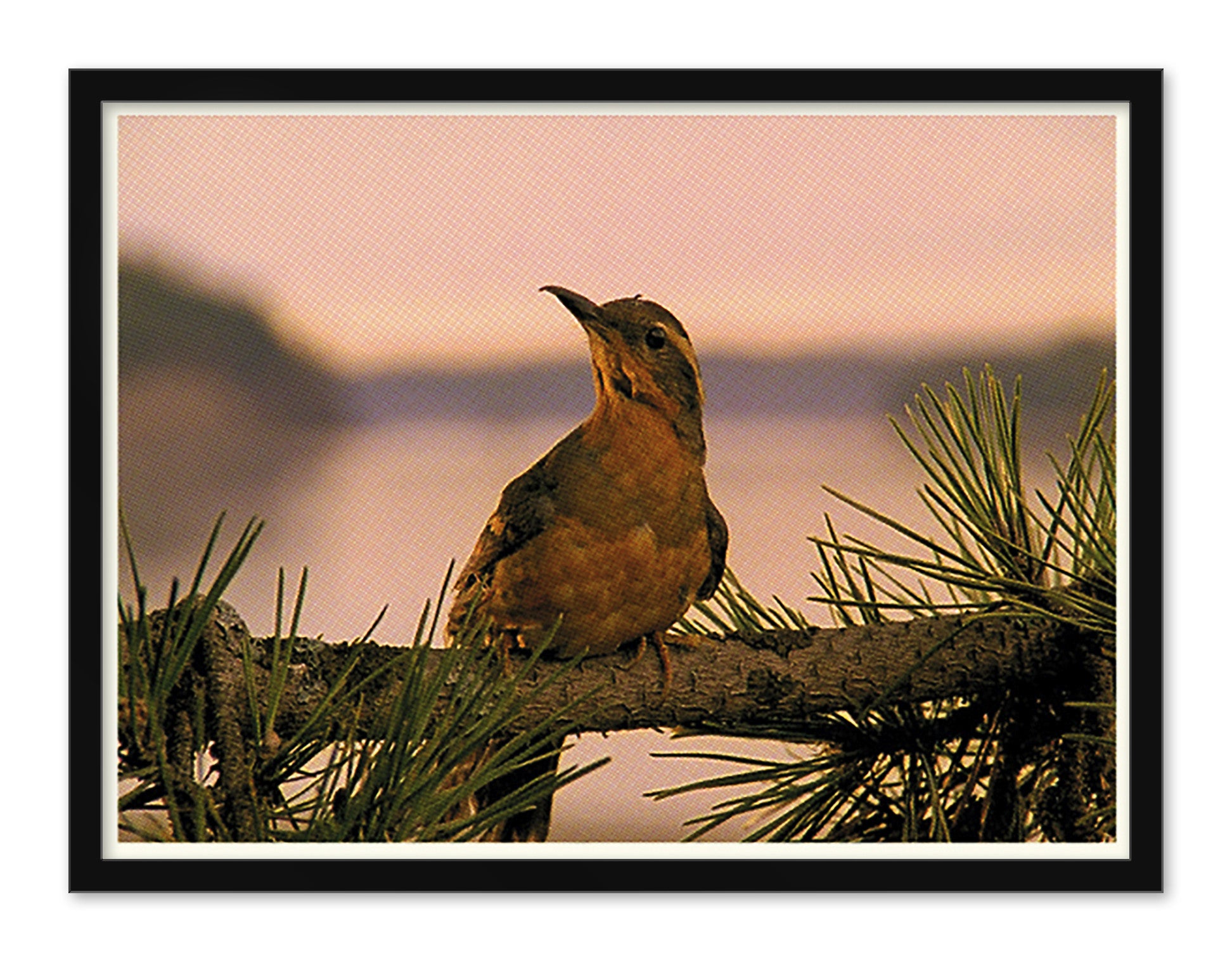 Tim Jordan - "Varied Thrush" - Spoke Art