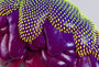 Dan Lam - "Lynda" - Spoke Art