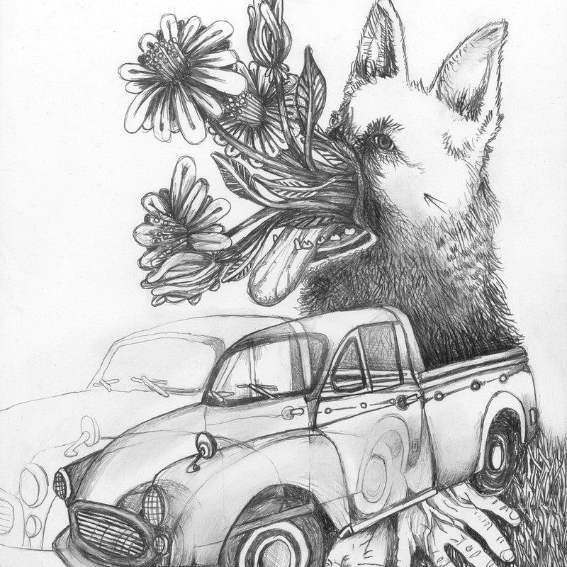 A surreal black and white sketch by John Casey features a vintage car merging with a wolf, whose open mouth releases flowers. Human hands emerge from under the partially transparent car, revealing the wolfs body, while grass grows around it. Meticulously drawn in pencil on panel.