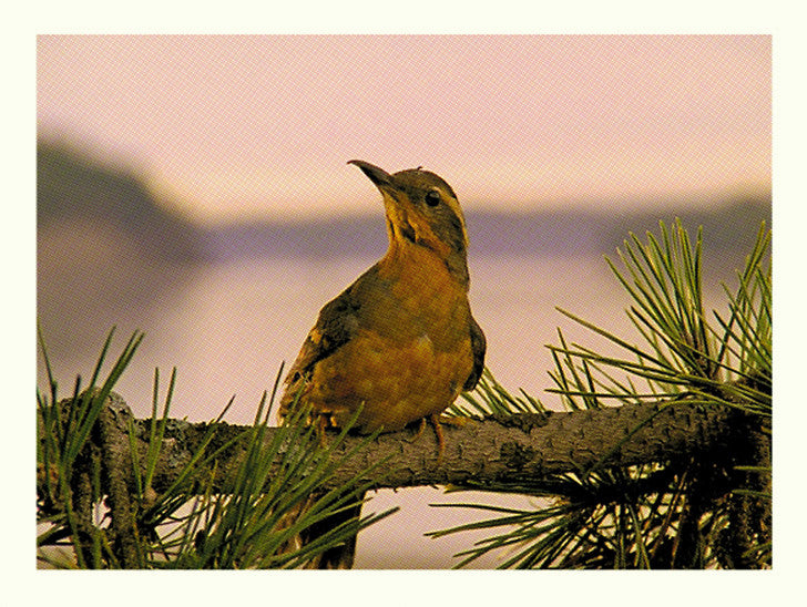 Tim Jordan - "Varied Thrush" - Spoke Art