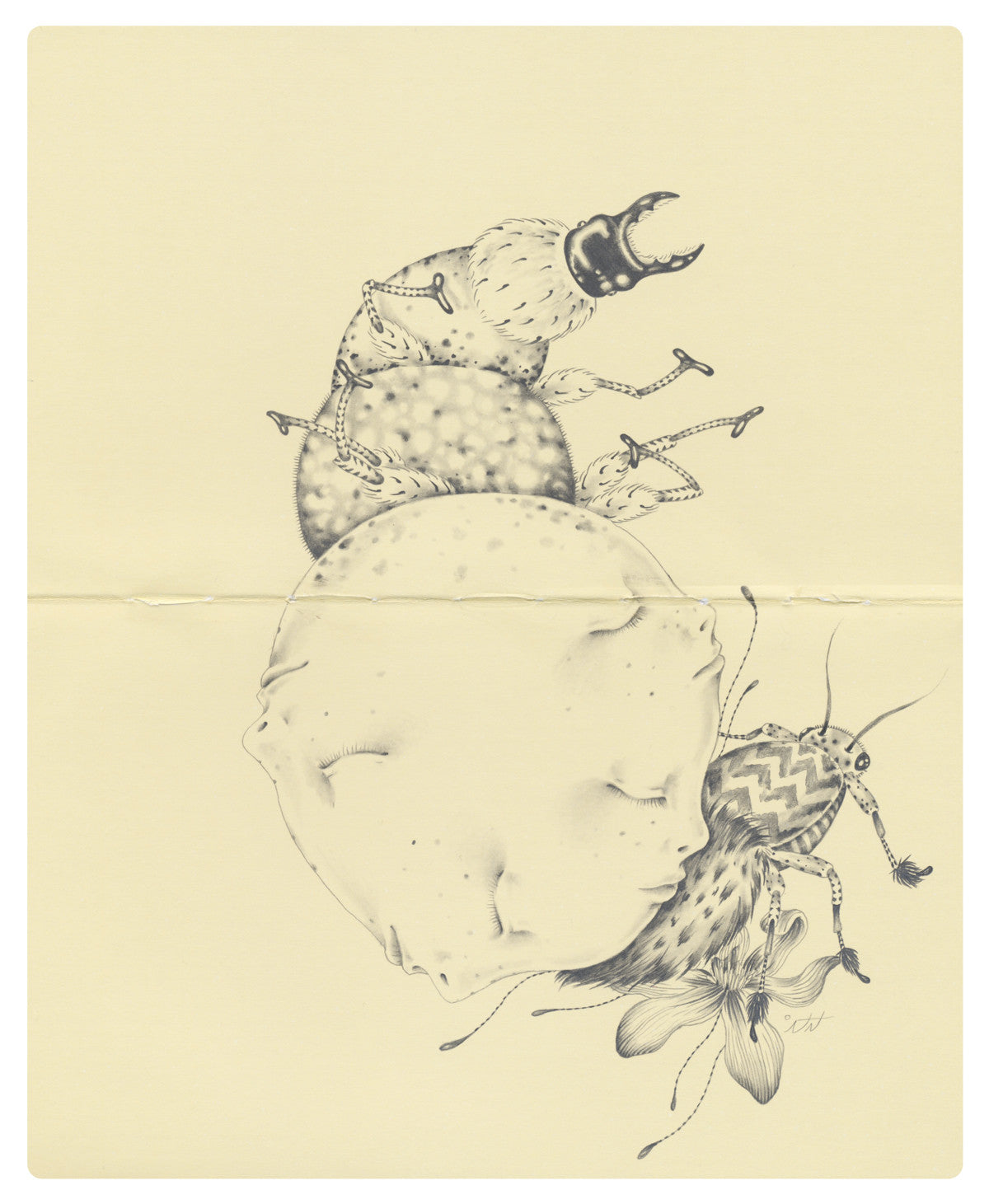 Nicomi Nix Turners artwork presents a black and white graphite illustration of an insect-like creature with a textured body, featuring six legs and mandibles, partially entwined around an uneven spherical object. The detailed patterns on its body and wings create a surreal scene.