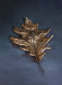 Ximena Rendon - "Fallen" - Spoke Art