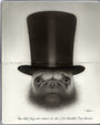 Travis Louie - "Top Hat Pug" - Spoke Art